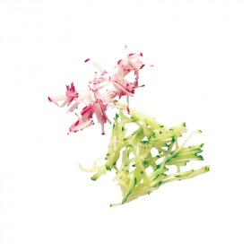 Disque bâtonnets Julienne 190mm 2x2mm réf 28051